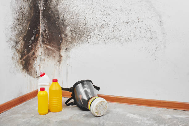 Best Residential Mold Remediation in Geneseo, IL