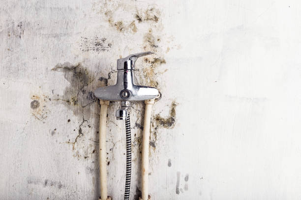 Best Mold Remediation for Schools in Geneseo, IL