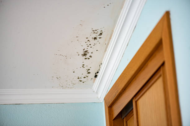 Best HVAC Mold Remediation in Geneseo, IL