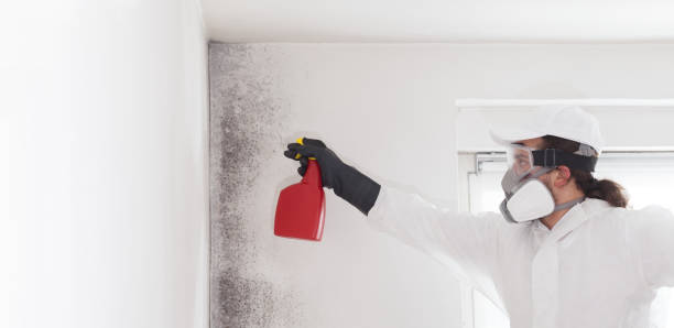 Best Post-Flood Mold Remediation in Geneseo, IL