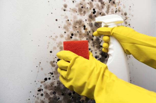 Best White Mold Remediation in Geneseo, IL