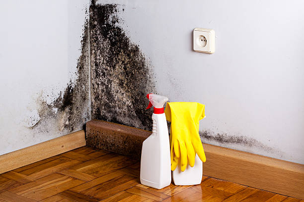 Best Mold Testing and Inspection Services in Geneseo, IL