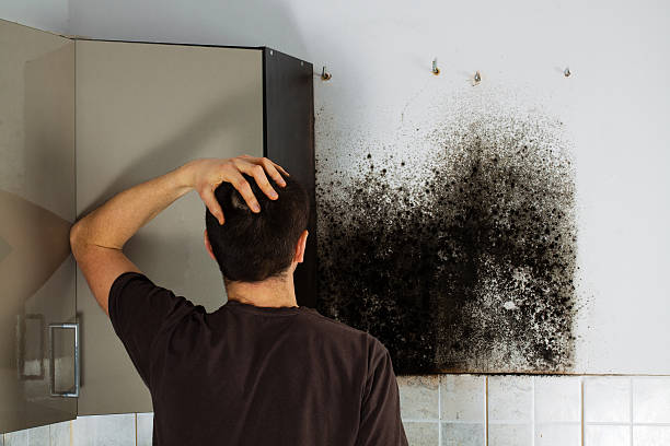 Best Industrial Mold Remediation in Geneseo, IL