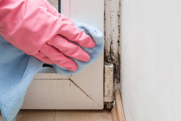 Reliable Geneseo, IL Mold Remediation Solutions